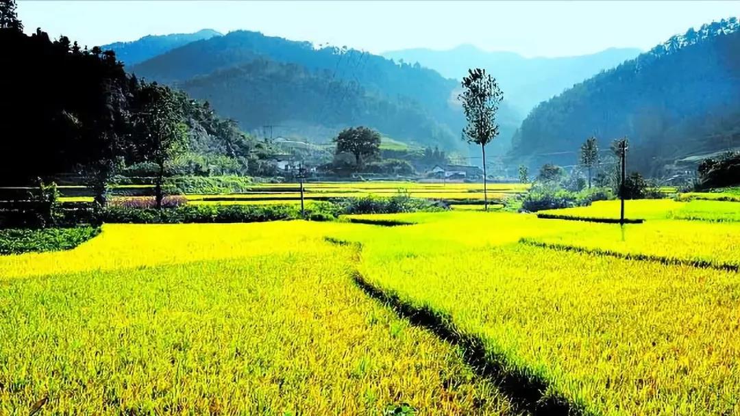 【農(nóng)業(yè)雜談】如何選擇農(nóng)業(yè)投資？投什么？