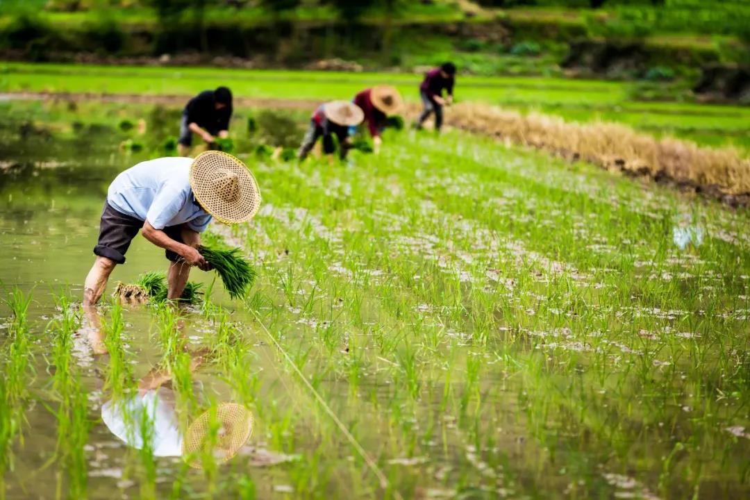 【農(nóng)業(yè)政策解讀】2021年農(nóng)業(yè)農(nóng)村部重點(diǎn)扶持這28個(gè)項(xiàng)目！