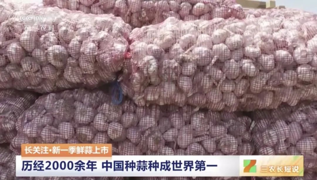 【綠色好心情】中國(guó)人一年鮮食大蒜約300萬(wàn)噸，你愛(ài)吃大蒜嗎？
